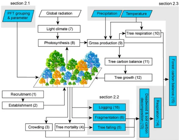 Figure	6:	Conceptual	representation	of	the	FORMIND	gap	model.	The	figure	shows	