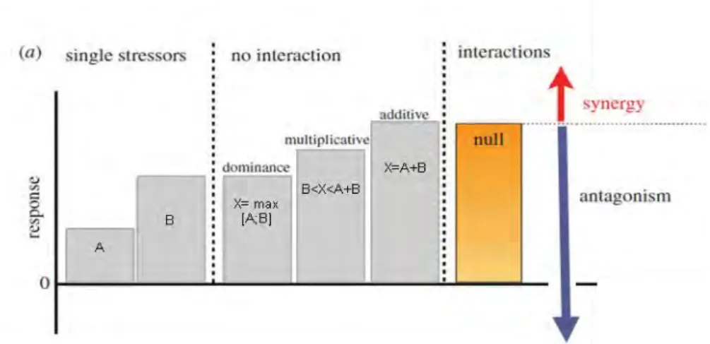 Figure 9. Type d’effets induits par les interactions entre deux facteurs de stress A et B,  X correspond à l’effet de l’exposition multiple ; la barre orange correspond à l’effet additif  attendu lors de l’exposition combinée à A et B