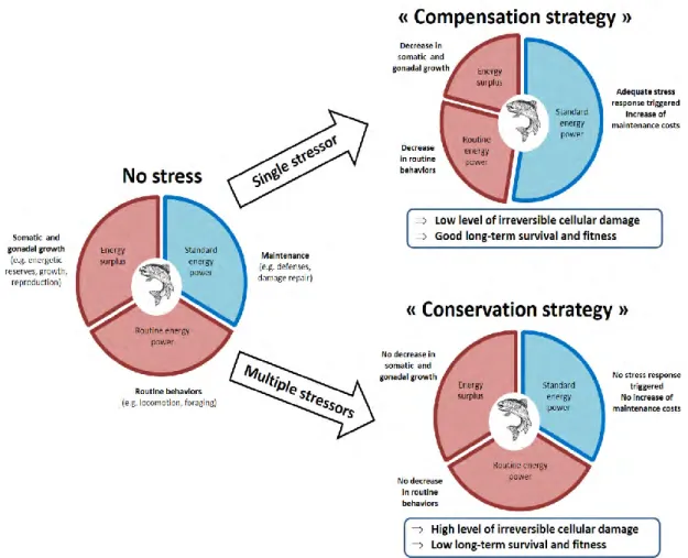 Figure 10. Représentation schématique du concept de tolérance énergétique au stress et stratégies 