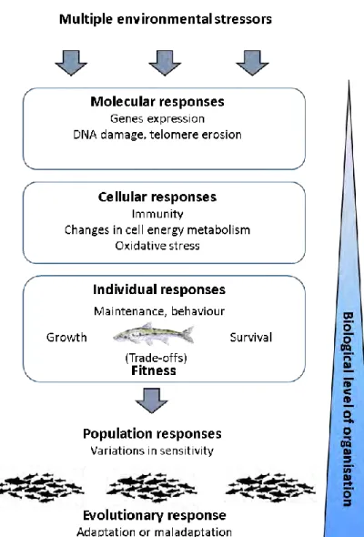 Figure 12. Schéma conceptuel de la réponse aux stress multiples de  l’échelle moléculaire à l’échelle populationnelle