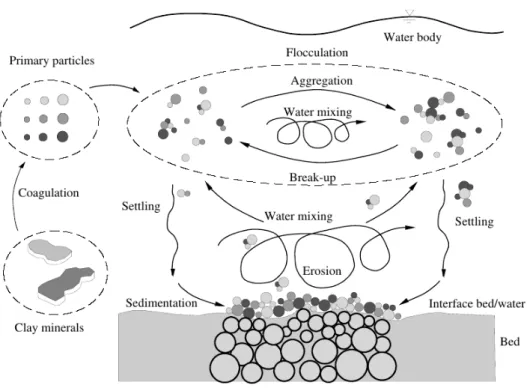 Figure I.4: Conceptual representation of the cohesive fine-sediments cycle within the estuary, from Maggy (2005).