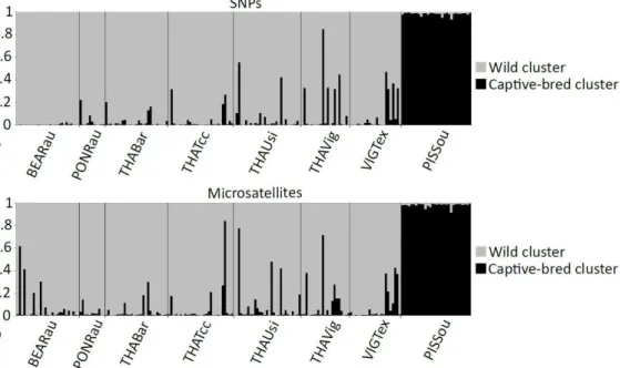 Figure 1.3: Structure barplots of assignment to the wild (grey) and the captive-bred (black) clusters, using  both SNPs (A) and microsatellites (B) 