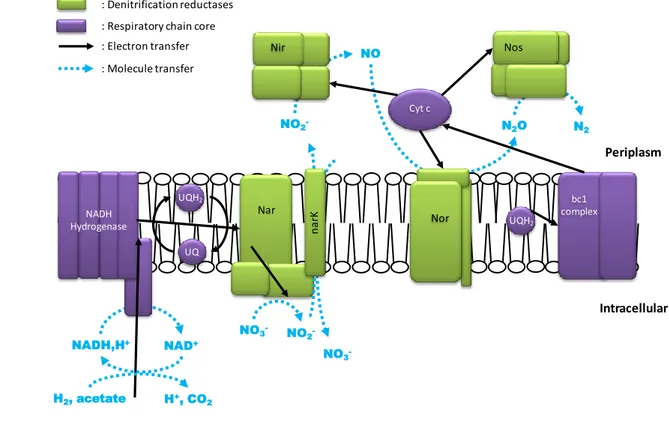 Figure 8. Schematic representation of the canonical respiratory chain of denitrification, inspired from 