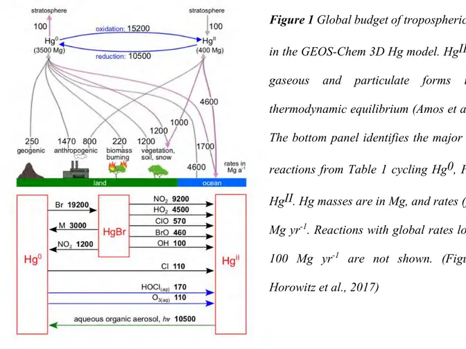 Figure 1 Global budget of tropospheric mercury  in the GEOS-Chem 3D Hg model. HgII includes  gaseous  and  particulate  forms  in  local  thermodynamic equilibrium (Amos et al., 2012)