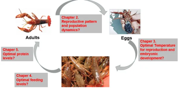 Figure 1.3.  The  framework  of red swamp crayfish life cycle and questions  of  the  thesis