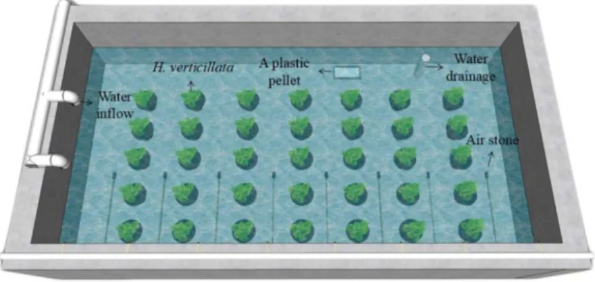 Figure 2.1.  Diagram of the ponds used for culturing juvenile Procambarus clarkii  during the experiment