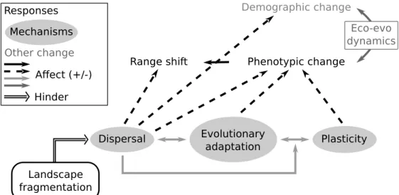 Figure 1.2 – Global synthesis of the links between the population responses to climate change, their underlying mechanisms and landscape fragmentation