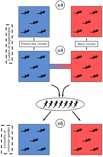 Figure 1.6 – Experimental design of the experiment performed in the Metatron. Pairs of isolated (4 pairs) and connected (4 pairs) enclosures (with one present-day (blue) and one warm (red) climate) were built