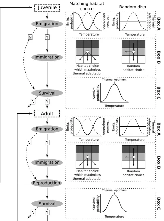 Figure 1.8 – Flow diagram of the model. The left side of this diagram depicts the life cycle of the modeled species