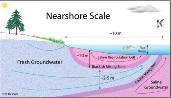 Figure 2.1 : Principaux chemins des flux d'eau souterraine à la côte. Ces flux incluent 1) flux d'eau douce et (2) circulation de  l'eau de mer dans les sédiments perméables