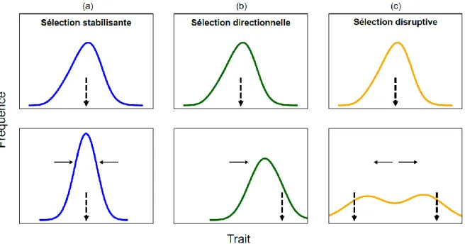 Figure I.2. Les trois patrons les plus communs de sélection naturelle à l'échelle d'un trait phénotypique 