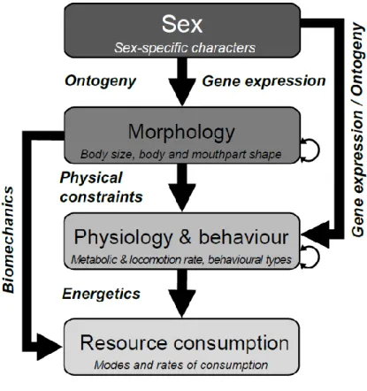 Figure  IV.1.  Hierarchical  framework  for  organising  the  phenotypic  traits  controlling  resource 