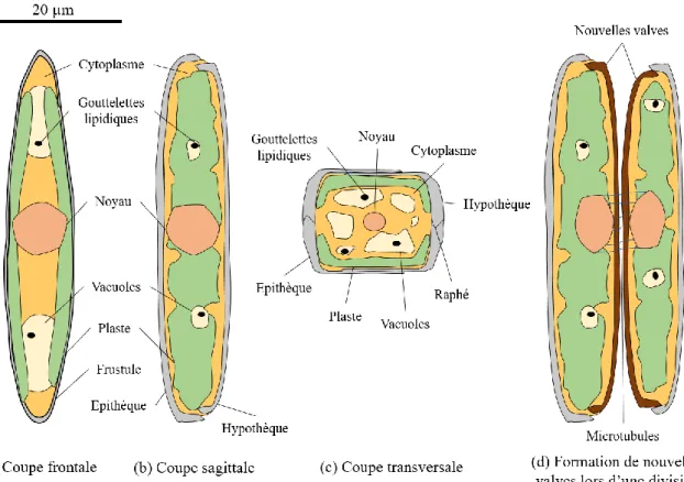 Figure  10.  Structure  et  composition  cellulaire  d'une  diatomée  pennée  avec  raphé  (a)  en  coupe  frontale  (b)  en  coupe sagittale (c) en coupe transversale