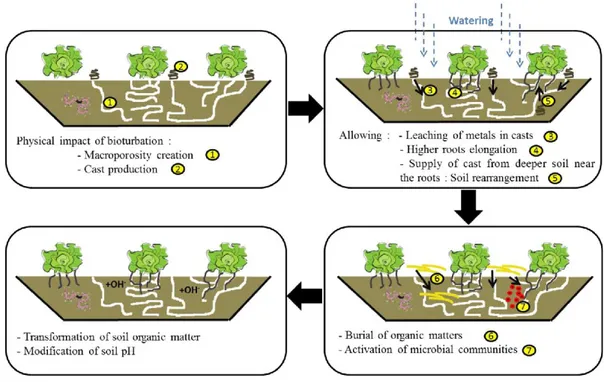 Figure I.6. Proposed mechanisms to explain the increase of metals phytoavailability in  relation to earthworms’ activities (Leveque et al., 2014) 