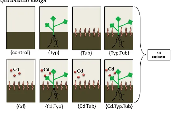 Figure II.4. 1 st  experimental treatments