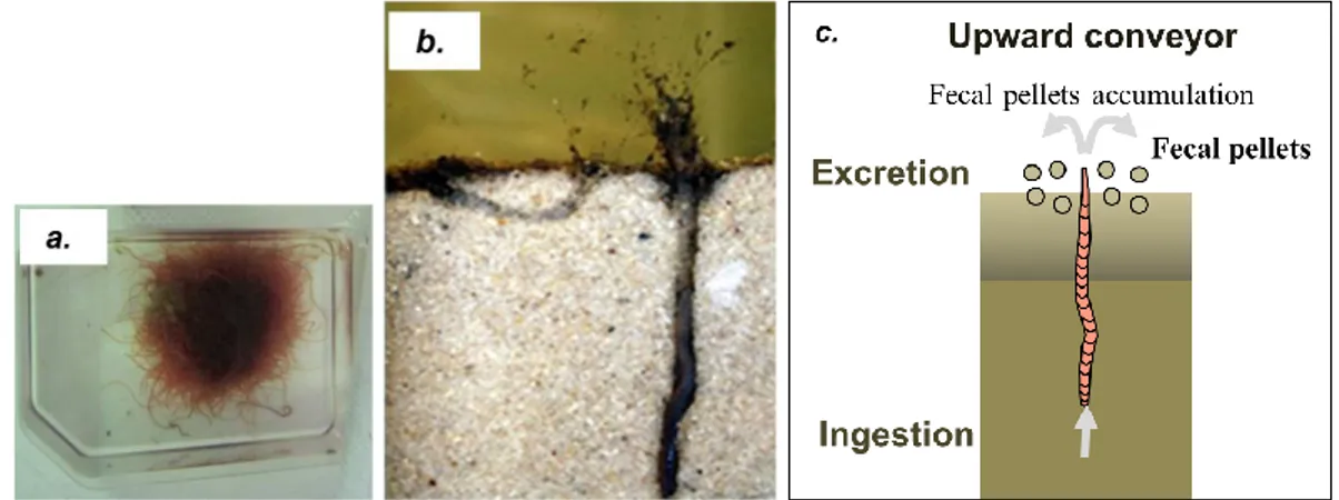 Figure II.7. Oligochaetes tubificidae worms and their mode of bioturbation. 