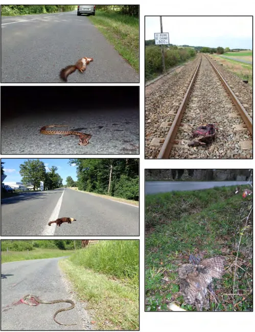 Figure D – Quelques exemples de mortalités par collision sur des infrastructures de transport observées en Dordogne durant le terrain lié à la thèse