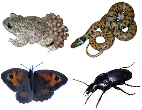 Figure G – Les quatre espèces étudiées durant cette thèse : Alyte accoucheur (mâle avec ses oeufs), Couleuvre helvétique, papillon Myrtil (femelle) et Féronie noire.