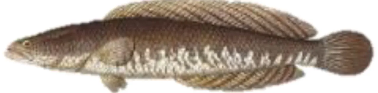 Figure 1.2  Photos of the  striped snakehead  Channa striata  (Bloch, 1793). The photo  were 