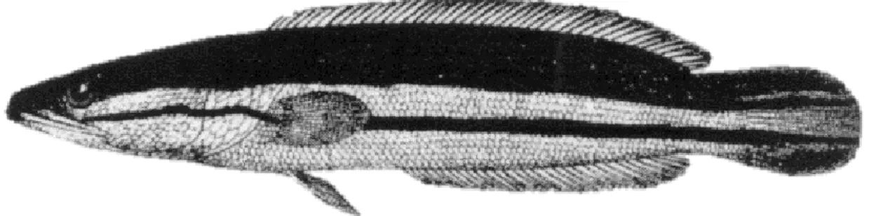 Figure 1.3 Photos of the giant snakehead Channa micropeltes (Cuvier, 1831). This photo 