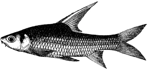 Figure 1.5 Photos of Cyclocheilichthys enoplos (Bleeker, 1850). The photo was derived 