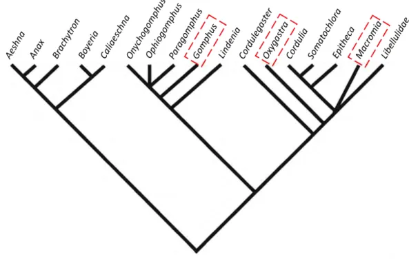 Figure 1.8 – Phylogénie des genres des Odonates d’Europe (hors Libellulidae) (adapté de K.- K.-D