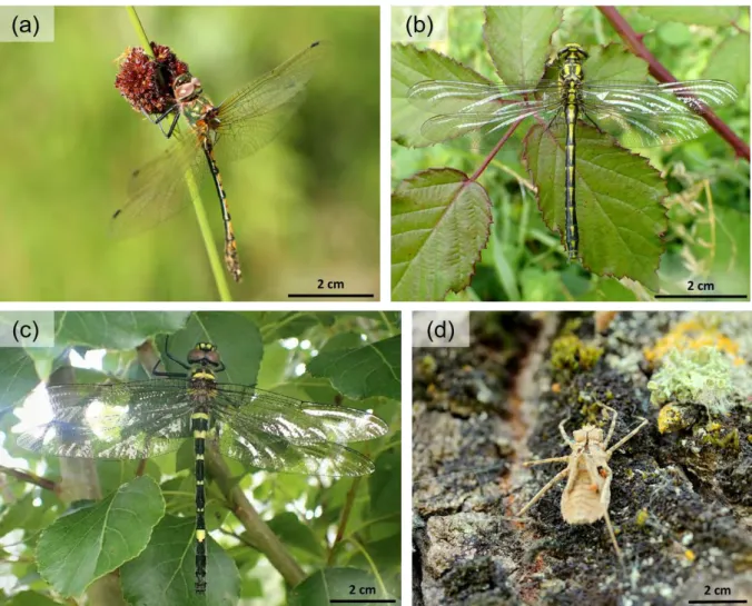 Figure 1.9 – Espèces étudiées dans le cadre de ce travail doctoral. (a) Imago de Cordulie à corps fin (O