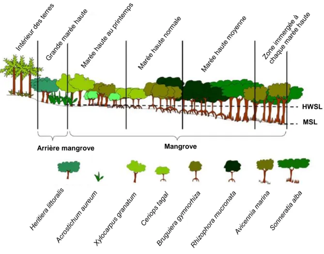 Figure  7.  Représentation  schématique  de  la  zonation  caractéristique  d’une  mangrove  de 