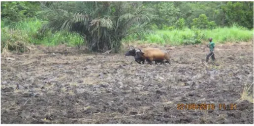 Figure  1.6.  Lien  entre  l’activité  agricole  et  l’élevage,  la  traction  animale  dans  les 