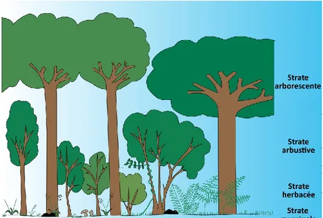 Figure  I-2 :  Schéma  de  l’organisation  verticale  de  la  végétation  dans  les  forêts
