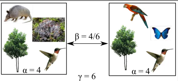 Figure I.1: Biodiversity can be spatially decomposed in 3 levels: the diversity of a local assemblage