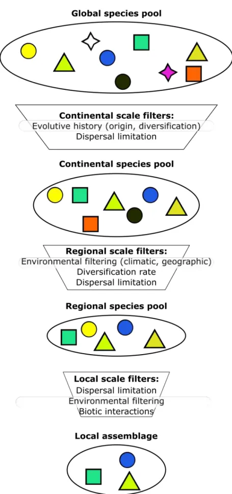 Figure I.3: Processes structuring local assemblages. The processes can be considered as a succession