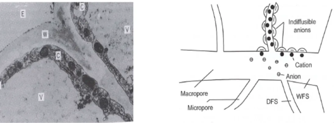 Figure 1.3 – On the right: Microscopic image of roots. With the external solution (E), the cell walls (W) and the inside of cells with the cytosol (c) and the vacuole (V)