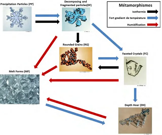 Figure 1.6 – M´etamorphismes et types de grains. Photographies du Centre d’Etudes de la Neige (M´et´eo-France/CNRS, Grenoble, France).