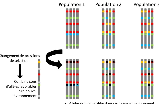 Figure  4:  Illustration  de  l’importance  de  la  diversité  génétique  préexistante  dans  les  populations  naturelles  pour répondre rapidement aux changements globaux