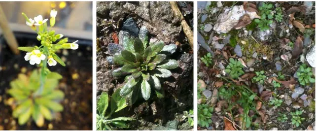 Figure 12: Photographies d’Arabidopsis thaliana.  
