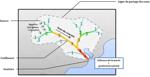 Figure 1.  Représentation  schématique  d’un  réseau  hydrographique.  Les  chiffres  indiquent  les  ordres selon la classification de Strahler (1957)