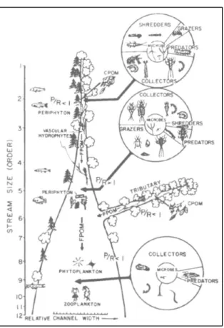 Figure 3. Description des relations entre la largeur du cours d’eau et l’évolution progressive des  caractéristiques structurelles et fonctionnelles des communautés, d’après Vannote et al
