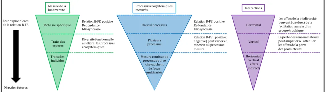 Figure I.1 Description générale de l'évolution historique et des directions de recherche future concernant l'étude des relations entre la biodiversité et  le fonctionnement des écosystèmes (B-EF)