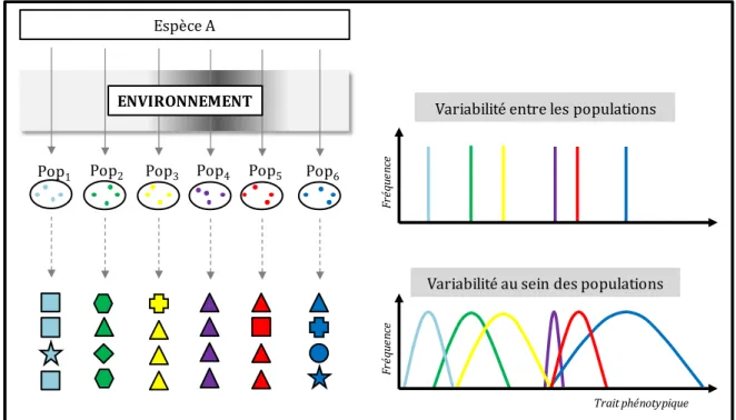 Figure  I.3  Illustration  des  deux  facettes  de  la  variabilité  intraspécifique  (i.e.,  entre  les  populations  d'une  même  espèce  et  au  sein  de  chacune  de  ces  populations)  en  réponse  à  différentes conditions environnementales
