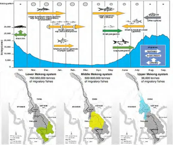 Fig.  3.  Relation  entre  la  migration  et  le  régime  hydrologique  (en  haut)  et  en  bas  les  trois  routes de migrations identifiées dans le bassin du Mékong