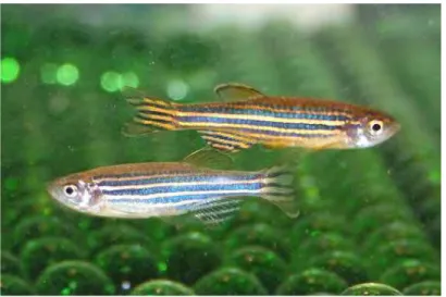 Figure 1.2 Wild type zebrafish (AB strain) (Danio rerio) Top: male/Bottom: female (From Vetmeduni Vienna 