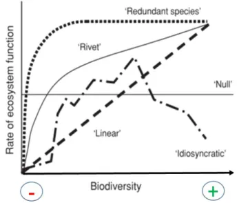 Figure I-1 Predicted outcomes of contemporary hypotheses of the association of biodiversity with ecosystem  functions (Boulton et al., 2008) 