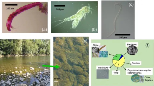 Figure I-10 Examples of macro-invertebrate, meio-invertebrate and biofilm observed in Garonne River: (a)  Chironomidae  larva  (b)  Copepode  (harpacticoide)  (c)  nematode  (Chromadorina  sp.)  (d)-(e)  autotrophic  biofilm;  (f)  autotrophic  biofilm  co