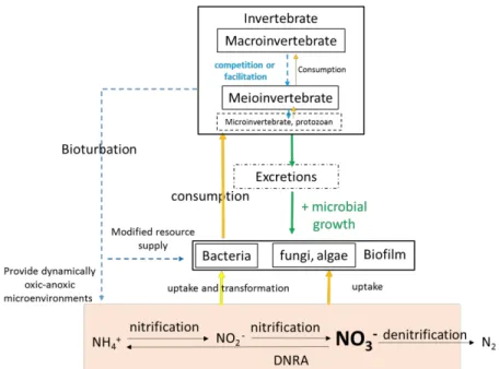 Figure I-11 A general diagram of the biotic nitrate removal pathways (Marshall and Hall, 2004; Giere, 2009;  Stief, 2013): (a) Nitrate  mediation by bacteria  and uptake  by  fungi,  algae (also by aquatic plants but not  shown here); (b)These microbial communities are consumed by invertebrates (also by micro-invertebrates  and  protozoans  but  not  included  in  this  thesis);  (c)  Excretions  of  macro-  and  meio-invertebrates  fuel  microorganisms growth; (d) Indirect effects on microbial communities from bioturbation by invertebrates   