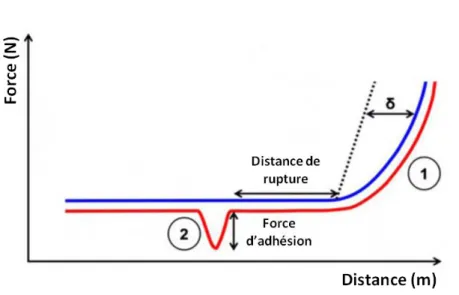 Figure  I.8  :  Représentation  schématique  d'une  courbe  de  force  obtenue  en  microscopie à force atomique avec le mode spectroscopie de force