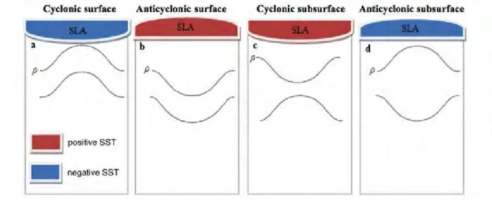 Figure 1.5 : Disposition des isopycnes associées aux a] cyclones et b] anticyclones de surface, et aux c] cyclones et d] anticyclones de subsurface [Assassi et al., 2014].