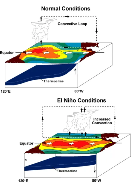 Figure 1.4 Schematic of normal and El Niño conditions in the equatorial Pacific (Figure  1 of McPhaden et al., 1998)