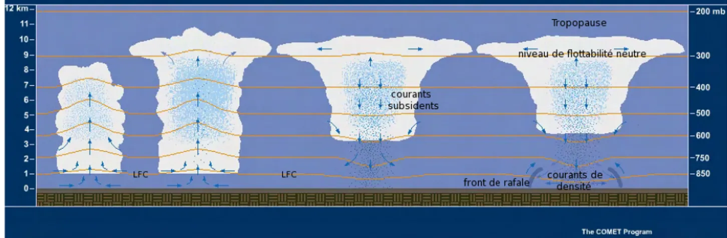 Figure 1.6 – Cycle de vie d’une cellule orageuse. D’après les cours MetEd mis à disposition par le programme COMET de l’UCAR.