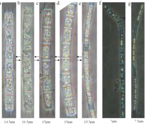 Figure 6 Morphological variability from linear to curved forms 